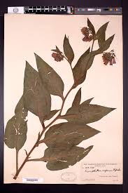 Attēlu rezultāti vaicājumam “Symphytum asperum leaf”