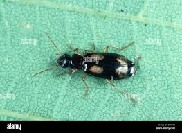 Attēlu rezultāti vaicājumam “Dromius quadrimaculatus”