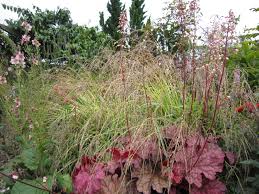Attēlu rezultāti vaicājumam “Molinia caerulea flower”