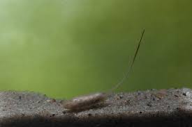 Attēlu rezultāti vaicājumam “Eristalis sp.”