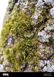 Attēlu rezultāti vaicājumam “Sciuro-hypnum reflexum”