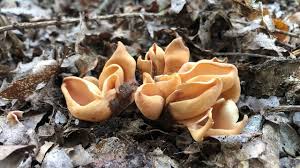 Attēlu rezultāti vaicājumam “Otidea onotica”