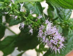 Attēlu rezultāti vaicājumam “Mentha spicata”