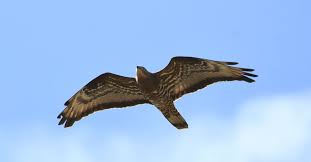 Attēlu rezultāti vaicājumam “Pernis apivorus”