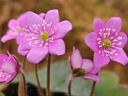 Attēlu rezultāti vaicājumam “Hepatica nobilis flower”