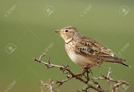 Image result for Melanocorypha calandra