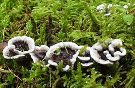 Attēlu rezultāti vaicājumam “Phellodon niger”