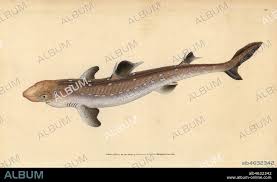 Image result for Squalus acanthias