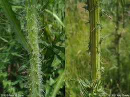Attēlu rezultāti vaicājumam “Cirsium palustre flower”
