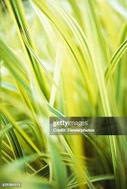 Attēlu rezultāti vaicājumam “Glyceria maxima leaf”