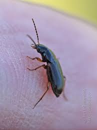 Attēlu rezultāti vaicājumam “Acupalpus flavicollis”