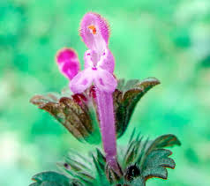 Attēlu rezultāti vaicājumam “Lamium amplexicaule flower”
