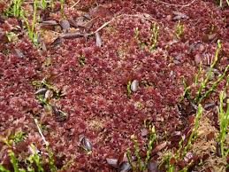 Attēlu rezultāti vaicājumam “Sphagnum magellanicum”