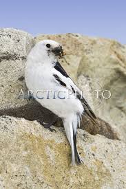 Attēlu rezultāti vaicājumam “Plectrophenax nivalis adult”