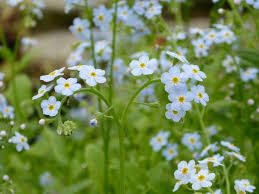 Attēlu rezultāti vaicājumam “Myosotis scorpioides bud”