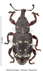 Attēlu rezultāti vaicājumam “Hylobius pinastri”