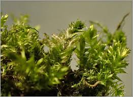 Attēlu rezultāti vaicājumam “Pseudotaxiphyllum elegans”