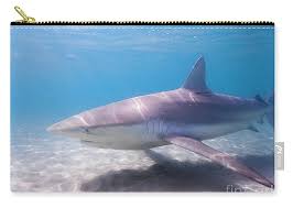Image result for Carcharhinus obscurus