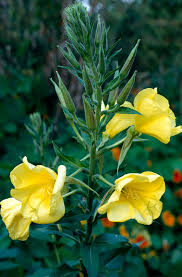 Attēlu rezultāti vaicājumam “Oenothera biennis leaf”