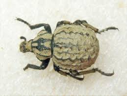 Image result for Brachycerus undatus