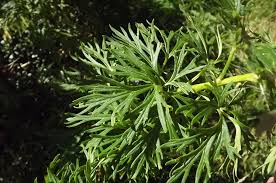 Attēlu rezultāti vaicājumam “Aconitum napellus leaf”