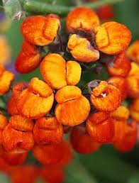Image result for Calceolaria integrifolia