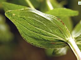 Attēlu rezultāti vaicājumam “Hypericum maculatum leaf”