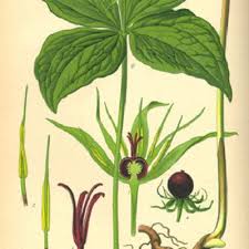 Attēlu rezultāti vaicājumam “Paris quadrifolia”