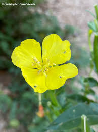 Attēlu rezultāti vaicājumam “Oenothera biennis”