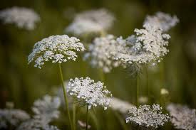 Image result for Daucus carota