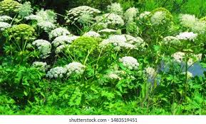 Attēlu rezultāti vaicājumam “Heracleum sosnowskyi flower”
