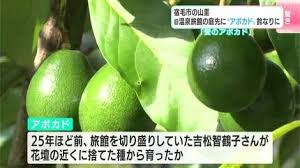 「アボカド大臣」の画像検索結果