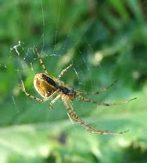 Attēlu rezultāti vaicājumam “Metellina segmentata”