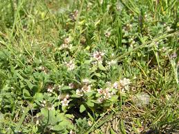 Attēlu rezultāti vaicājumam “Glaux maritima”