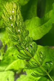 Attēlu rezultāti vaicājumam “Ceratophyllum demersum”