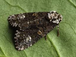 Attēlu rezultāti vaicājumam “Craniophora ligustri imago”