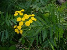 Image result for Tanacetum vulgare