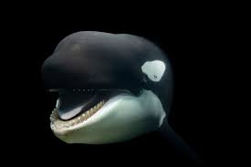 Image result for Orcinus orca