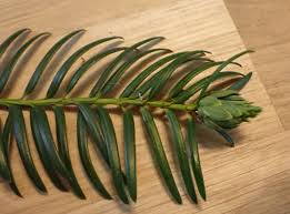 Attēlu rezultāti vaicājumam “Taxus baccata leaf”