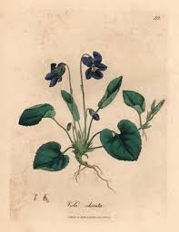 Image result for Viola odorata