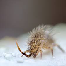 Attēlu rezultāti vaicājumam “Orchesella sp.”