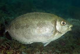 Image result for Siganus rivulatus