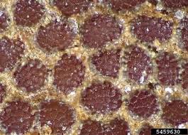 Attēlu rezultāti vaicājumam “Geranium dissectum fruit”