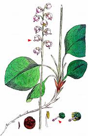 Attēlu rezultāti vaicājumam “Pyrola media”