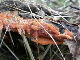 Attēlu rezultāti vaicājumam “Peniophora laurentii”