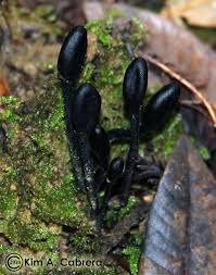Attēlu rezultāti vaicājumam “Geoglossum sp.”