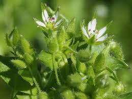 Attēlu rezultāti vaicājumam “Stellaria media”