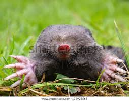 Attēlu rezultāti vaicājumam “Talpa europaea”