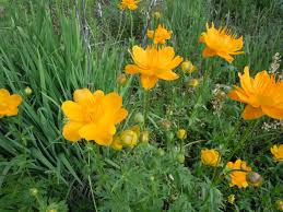 Attēlu rezultāti vaicājumam “Trollius europaeus”