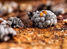 Attēlu rezultāti vaicājumam “Badhamia utricularis spores”